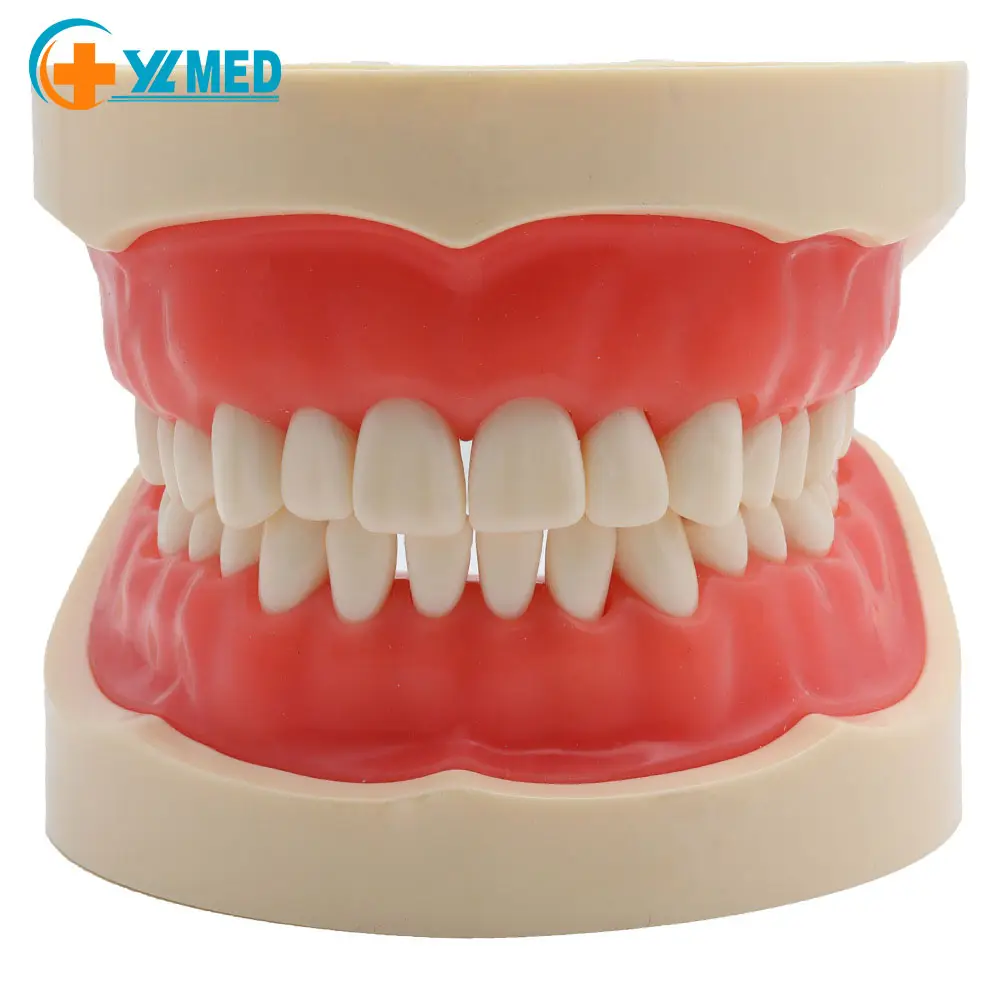 Meilleure vente modèle d'enseignement médical modèle d'enseignement dentaire Standard avec 28 dents amovibles à visser modèle offre spéciale