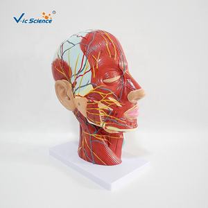 Modelo de enseñanza médica para la <span class=keywords><strong>cabeza</strong></span> <span class=keywords><strong>y</strong></span> el <span class=keywords><strong>cuello</strong></span>, modelo anatómico Superficial <span class=keywords><strong>y</strong></span> muscular - Product Image 2