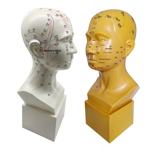 Modelo de Enseñanza de 47 cm de Puntos de Acupuntura de la Cabeza, Medicina Tradicional China, Acupuntura y Masaje Facial con Puntos de Acupuntura - Product Image 2