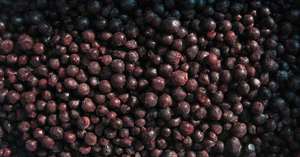 Nouvelle récolte, goût sucré, LQF, 100% fruits surgelés, <span class=keywords><strong>prix</strong></span> de gros, gros, fruits surgelés entiers, cassis - Product Image 2