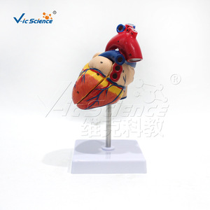 Modèle anatomique du cœur humain naturel, modèle de cœur de simulation pédagogique détachable, modèle anatomique - Product Image 1