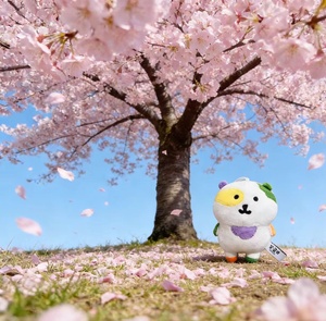 Nueva Llegada: Mini Figuras <span class=keywords><strong>de</strong></span> Peluche Usagi Chiikawa, Llavero <span class=keywords><strong>de</strong></span> Peluche <span class=keywords><strong>de</strong></span> Anime Lindo, Colgante <span class=keywords><strong>de</strong></span> Oso <span class=keywords><strong>de</strong></span> Peluche, Juguete <span class=keywords><strong>de</strong></span> Peluche Barato - Product Image 5