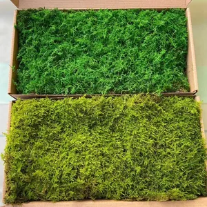 Wanddecoratie Bewaard Moss Natuurlijke Echte Moss Beste Voor Thuis Bedrijf Kantoor Decoratieve