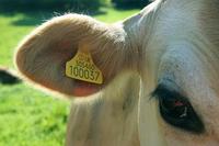 Máquina de Marcado Láser para Identificación de Ganado, Automática, Multi-estación, con Láser de Fibra, para Ovejas, Cerdos y Vacas