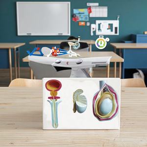 <span class=keywords><strong>Modello</strong></span> di educazione di anatomia genitale maschile <span class=keywords><strong>modello</strong></span> di insegnamento natomico dell'ascienza medica umana <span class=keywords><strong>modello</strong></span> anatomico dell'organo - Product Image 2