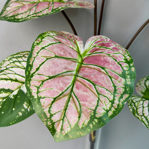 ช่อดอกเผือกแบบสัมผัสจริง7หัวสำหรับตกแต่งโรงแรมสำนักงาน - Product Image 6