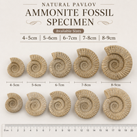Fossile d'ammonite naturel brut non poli, coquille spirale côtelée, spécimen minéral décoratif