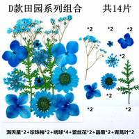 A-YH010 fleurs naturelles pressées, souffle de bébé, pansie, hortensia, marguerite, Delphinium, fleurs séchées, pour l'art en résine