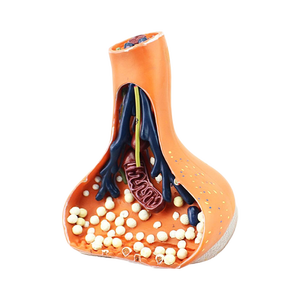 Modèle anatomique magnifié de la synapse neuronale, structure détaillée des neurotransmetteurs pour l'enseignement des neurosciences et de la <span class=keywords><strong>biologie</strong></span> - Product Image 4