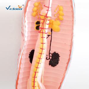 केंचुआ जीव विज्ञान के विच्छेदन मॉडल केंचुआ शारीरिक चिकित्सा विज्ञान शिक्षा मॉडल - Product Image 6