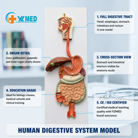 Modelo Anatómico de PVC del Sistema Digestivo Humano para Enseñanza y Formación Médica, con Certificación CE/ISO