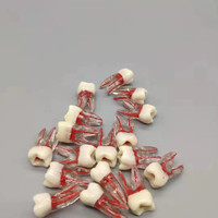 1 PIÈCES Dentaires dents Modèle De Canal Radiculaire pour Pratique Outils de Dentiste