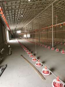 Sistema de alimentación automático para aves de engorde | Alimentador de pollos de alta eficiencia | Duradero y fácil de instalar - Product Image 3