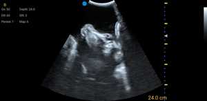 Équipement vétérinaire tablette ultrasons bonvie vache équine usg BMV mx5 portable ecografo étanche s5 usg ecographe - Product Image 2