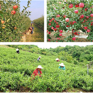 Wholesale White <strong>Peach</strong> Oolong <strong>Tea</strong> Fruit Flavored <strong>Tea</strong> - Product Image 2