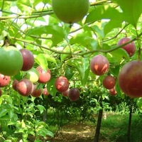 RTY Passievruchtzaden 100 zaden per zak Premium Hybride Hoge Kiembaarheid Fruitzaden Groothandel Bulk Leverancier