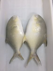 Pompano Dorado / Pomfret Entero Congelado de Cultivo en Jaula de Aguas Profundas, 400-600g, 500-600g, 800g+, <span class=keywords><strong>Trachinotus</strong></span> Blochii - Product Image 3