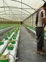 Systèmes de culture hydroponique à grande échelle en serre avec canaux de substrat, idéaux pour la plantation de fraises, de légumes et d'herbes aromatiques