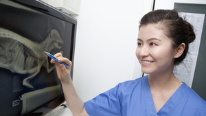 Système de radiographie numérique Mindray VetiX P8 DR, équipement de radiographie numérique pour animaux, chiens, vétérinaires, appareil de radiographie numérique - Product Image 6