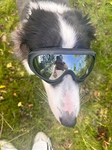 Gafas de sol para perros Border <span class=keywords><strong>Collie</strong></span>/Golden Retriever/Corgi/French Bulldog/Maine Coon, resistentes al viento, resistentes a impactos, correas dobles, completas - Product Image 5