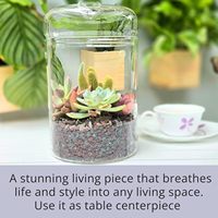 Pot de terrarium en verre de 6x9 pouces, plante d'intérieur avec couvercle pour succulentes, cactus, fougères, mousse de fée - Design transparent élégant