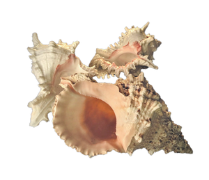 Offre Spéciale : Coquillage Naturel Poli Seastar Real Crafts pour Décoration Intérieure, Effet Naturel et Type Coquillage à Visser - Product Image 2