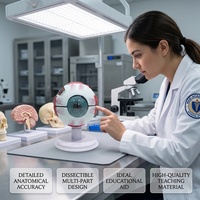 Modèle anatomique de l'œil humain agrandi, modèle d'œil géant démontable pour l'enseignement médical et la biologie, CE/ISO/ROHS/CNAS