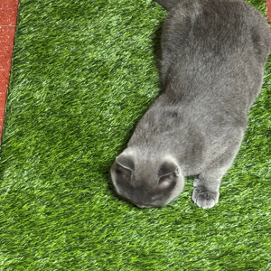 Tapis d'herbe artificielle pour animaux domestiques-Pelouse <span class=keywords><strong>synthétique</strong></span> facile à nettoyer et résistante aux odeurs pour chiens/chats - Product Image 1