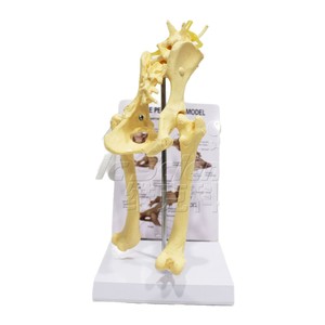 Modèle d'anatomie pelvienne de chien simulé ; outil de démonstration pédagogique vétérinaire pour la structure squelettique pelvienne canine. - Product Image 5