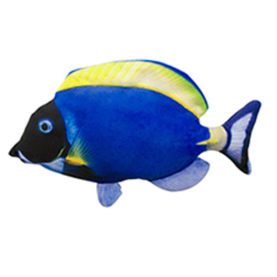 Acanthurus coeruleus électrique bleu
