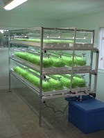 Serre Commerciale Intérieure Végétale Culture Verticale Commerciale Aéroponie Fourrage Système Hydroponique Pot Net Canal Nft Pvc Bac À Herbe Micro-Verte Gouttière