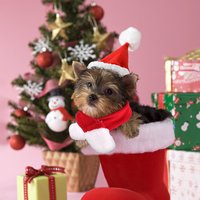 Ensemble chapeau et écharpe de Noël CHUUYU pour animaux de compagnie, motif festif rouge, pour chiens et chats, accessoires de déguisement pour les fêtes
