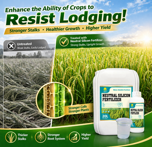 <span class=keywords><strong>ปุ๋ย</strong></span>ซิลิโคนเหลวสำหรับพืชผล ธาตุอาหารซิลิโคน ช่วยเพิ่มผลผลิต ทนทานต่อสภาพอากาศ ละลายน้ำได้ สำหรับข้าว ข้าวสาลี และผัก - Product Image 2