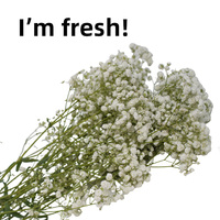 Bunga Baby's Breath Segar 2026, Batang Kuat 65-70cm, Kelopak Besar Segar, Daun Baby's Breath untuk Acara