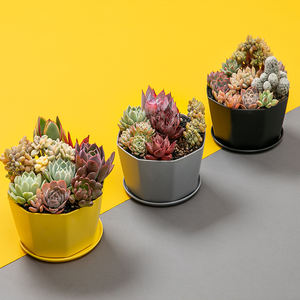 Maceta Redonda de Plástico Ligera y Minimalista, Colorida, con Bandeja y Orificios de Drenaje para Plantas Suculentas de Interior, Gran Venta - Product Image 3