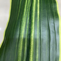 Faux plante artificielle bonsaï, 84Cm, 13 feuilles, bois Tropical brésilien, pour décoration intérieure, vente en gros, sans Pot