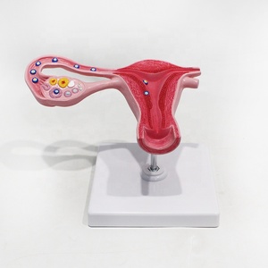 Modelo Anatómico Ampliado <span class=keywords><strong>de</strong></span> Fertilización Humana para Clínicas <span class=keywords><strong>de</strong></span> Obstetricia y Ginecología, Exhibición <span class=keywords><strong>de</strong></span> Ciencia Popular, CE/ISO/ROHS/CNAS - Product Image 3