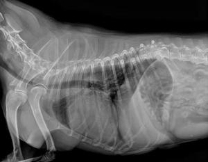 Détecteur à panneau plat vétérinaire portable <span class=keywords><strong>EUR</strong></span> VET A-Si, pixel de 139 μm, pour radiographie numérique en clinique vétérinaire - Product Image 5