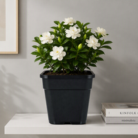Pots de fleurs suspendus carrés en plastique PP, durables, mignons, style Japandi, avec trou de drainage, légers, pour intérieur et extérieur, vente en gros