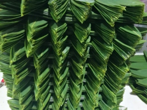 Venta al por mayor de gran tamaño comida Natural de grado <span class=keywords><strong>Sushi</strong></span> fresco hojas de bambú - Product Image 2