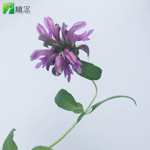 Producto al por Mayor 100% Orgánico Certificado por el USDA, Caléndula, Nasturtium, Flor de Estrella, Menta Limón, Flor Comestible, Kit de Herramientas, Material Digital - Product Image 4