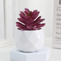 Mini plantes succulentes vertes assorties dans des pots en céramique blanche ronds, décoration d'intérieur, décoration de table, mini plantes vertes