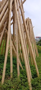 High Quality Natural Bamboo <b>Pole</b> Cane <b>for</b> Home <b>Garden</b> Furniture Wholesale Export to Vietnam Good <b>for</b> Agriculture - Product Image 6