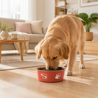 Gamelle double couche en acier inoxydable pour chien et chat, antidérapante, anti-chute, anti-renversement, motif empreinte de patte, pour l'alimentation transfrontalière