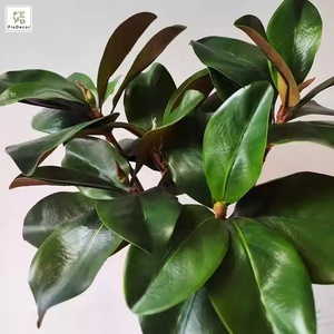 Mini Foglia di Magnolia Artificiale a Stelo Singolo 62cm con Effetto Realistico per Decorazione Casa e Paesaggistica Esterna - Product Image 3