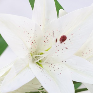 <span class=keywords><strong>Fiori</strong></span> Artificiali di Giglio Bianco a 6 Teste, Effetto Realistico, per Matrimoni e Decorazioni Domestiche, Gigli Artificiali Grandi - Product Image 2
