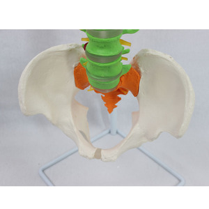 Modèle pédagogique de la colonne vertébrale, de la calotte occipitale et du nouveau bassin, grand format, aux couleurs naturelles - Product Image 2