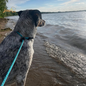 Collar de cabeza de cuerda de nailon enrollado con plomo para entrenamiento de perros fuerte y cómodo multicolor con Animal duradero personalizado sostenible - Product Image 6