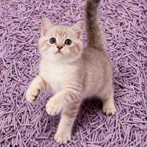 Bac à litière pour chat DongnaiPETS écologique, charbon actif, maïs, jetable, agglomération rapide, contrôle des odeurs, sans poussière, sans obstruction - Product Image 1