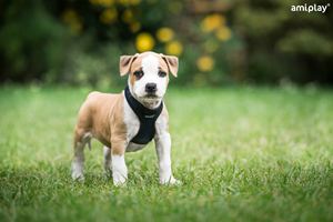 Arnés Amiplay Presión Libre Air Scout M Negro - Product Image 5